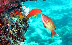 IMG_0154rfn_Maldives_Madoogali_Plongee 1_House reef_Barbier rouge a queue de lyre_Pseudanthias Squamipinnis
